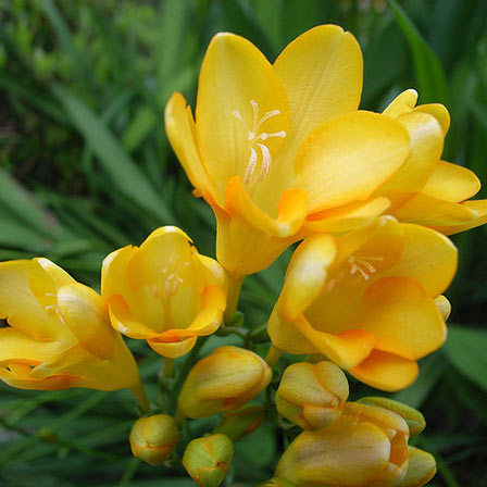 Single Freesia - Yellow