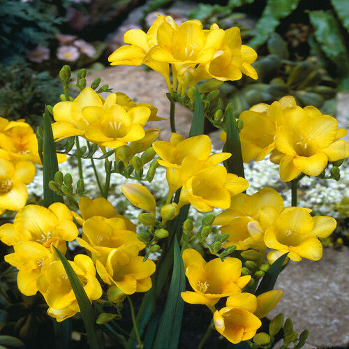 Single Freesia - Yellow