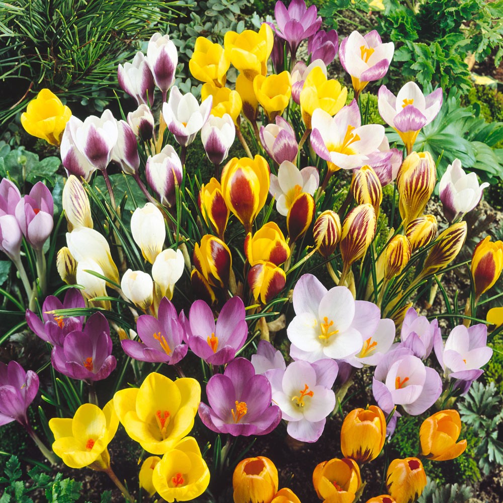 Crocus Species - Mixed