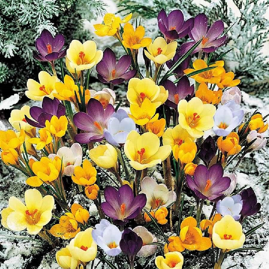 Crocus Species - Mixed