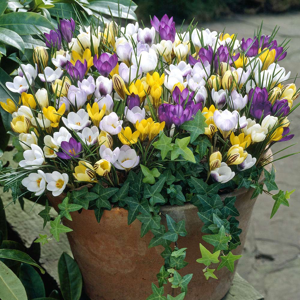 Crocus Species - Mixed