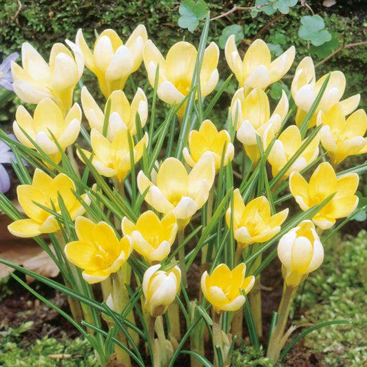 Crocus Species - Romance