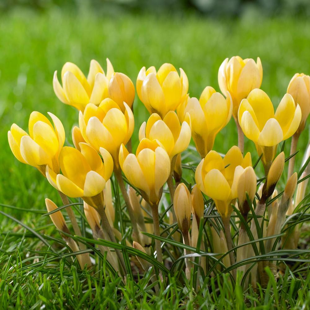 Crocus Species - Romance
