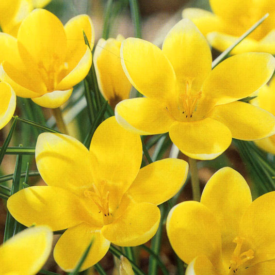 Crocus Species - Romance