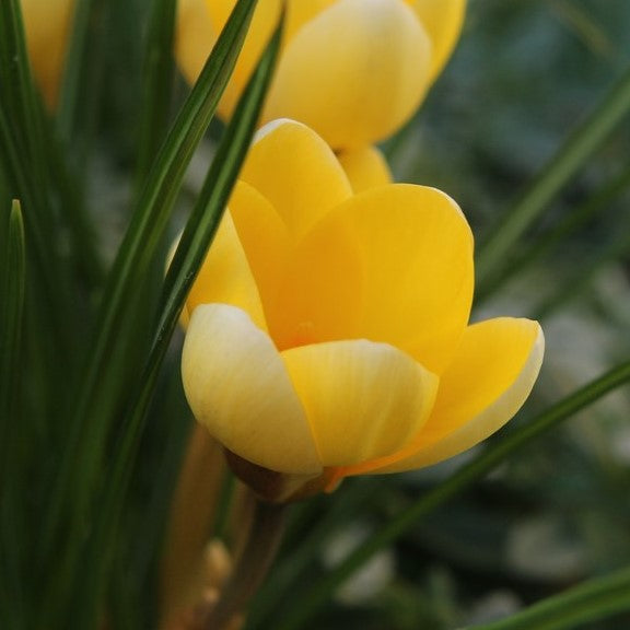 Crocus Species - Romance