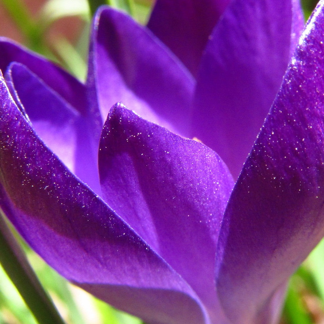 Crocus Species - Ruby Giant