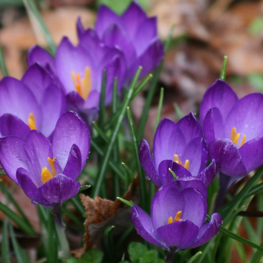 Crocus Species - Ruby Giant