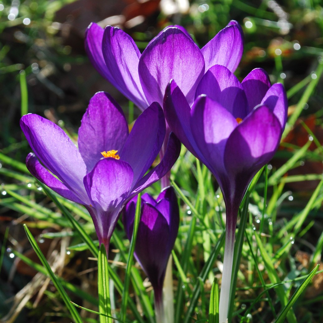 Crocus Species - Ruby Giant