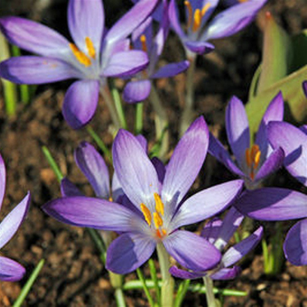 Crocus Species - Whitewell Purple