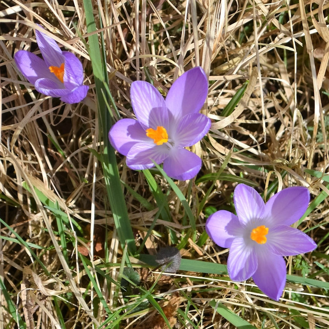 Crocus Species - Whitewell Purple