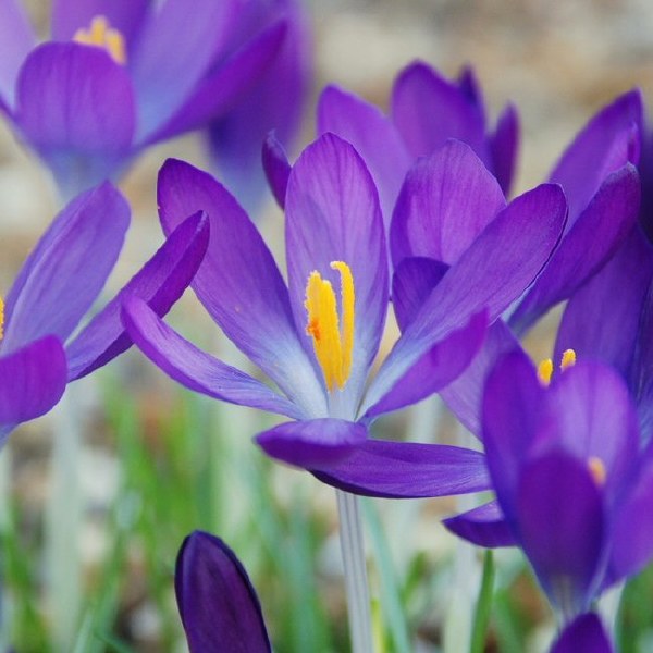 Crocus Species - Whitewell Purple