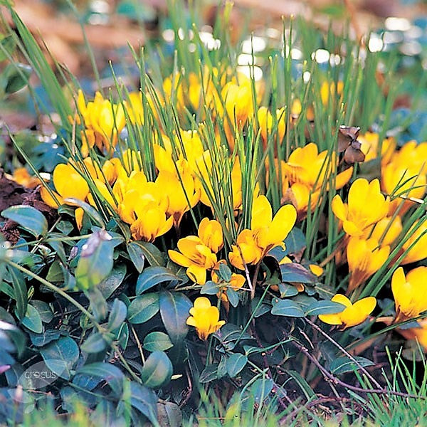 Crocus Species - Fuscotinctus