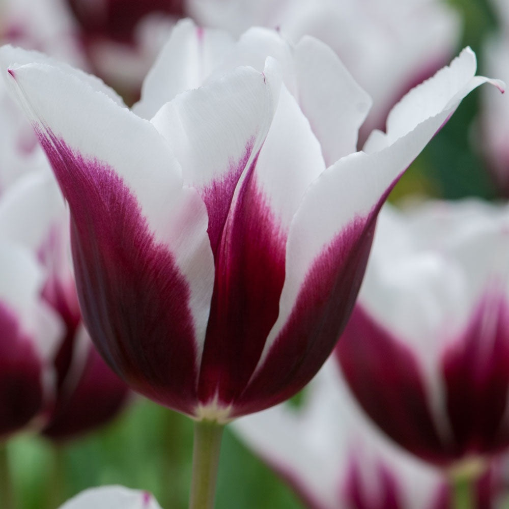 Tulip - Spitsbergen