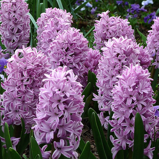 Hyacinth - Splendid Cornelia