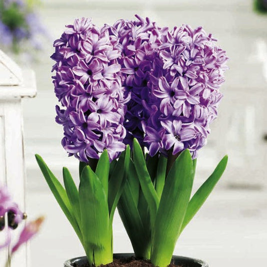 Hyacinth - Splendid Cornelia