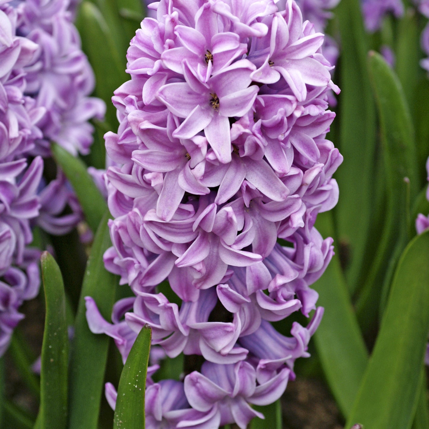 Hyacinth - Splendid Cornelia