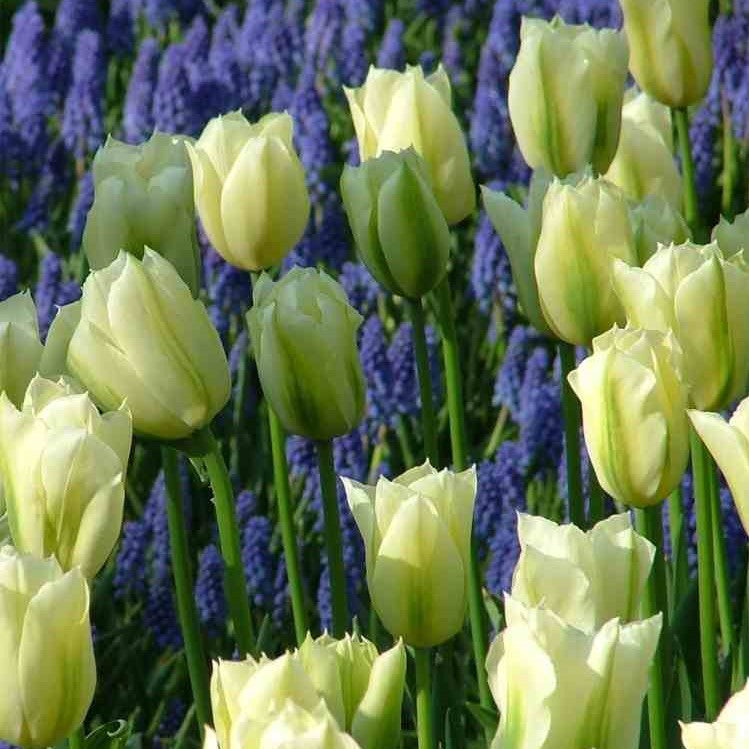 Tulip - Spring Green