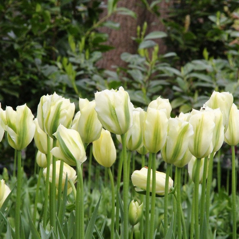 Tulip - Spring Green