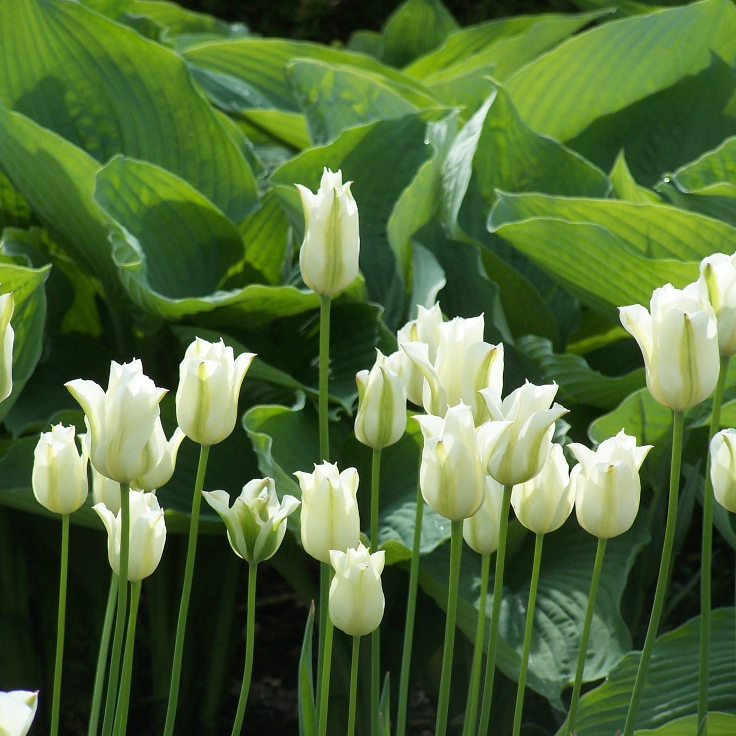 Tulip - Spring Green