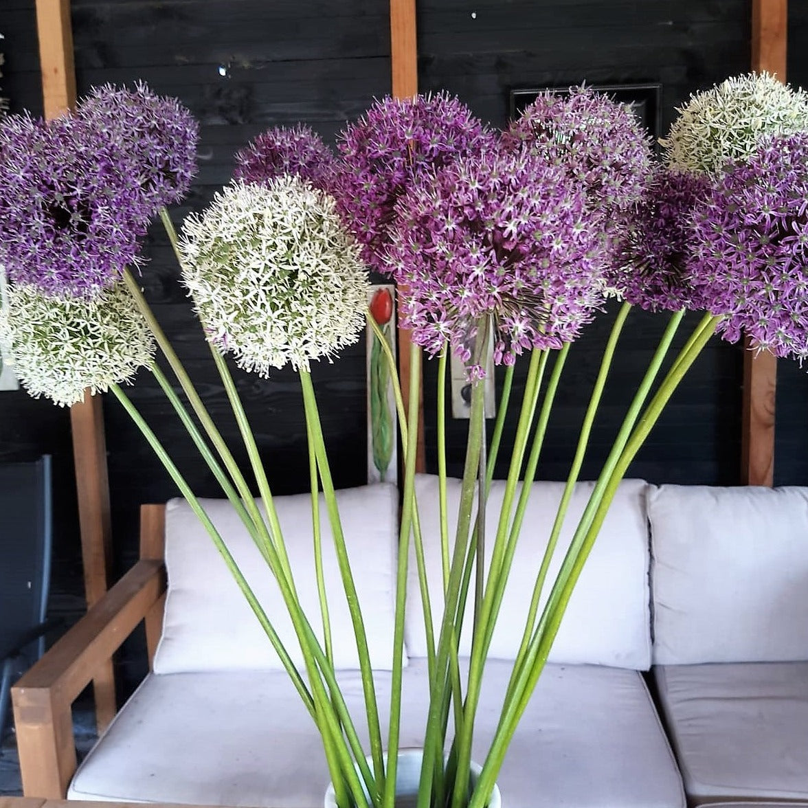 Allium - Stipitatum Mixed