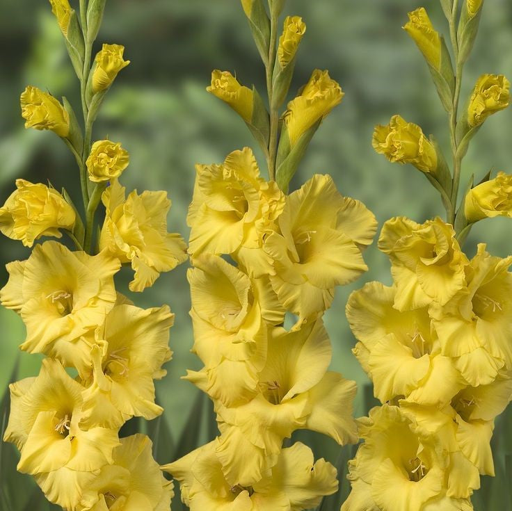 Gladioli - Strong Gold