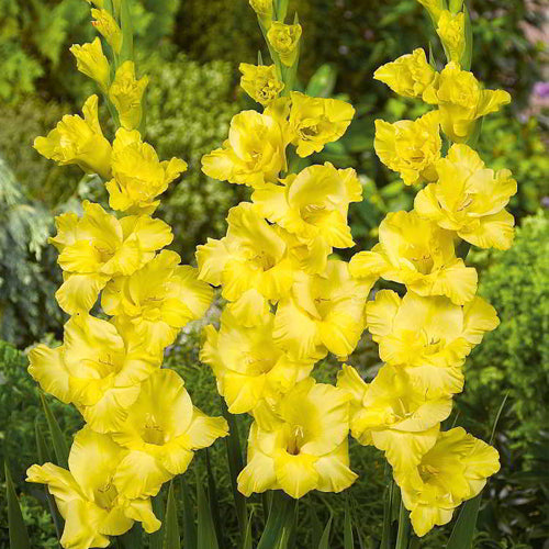 Gladioli - Strong Gold