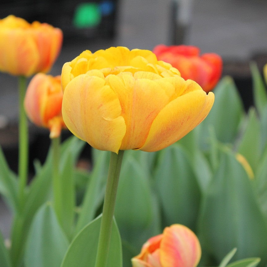 Tulip - Sunlover