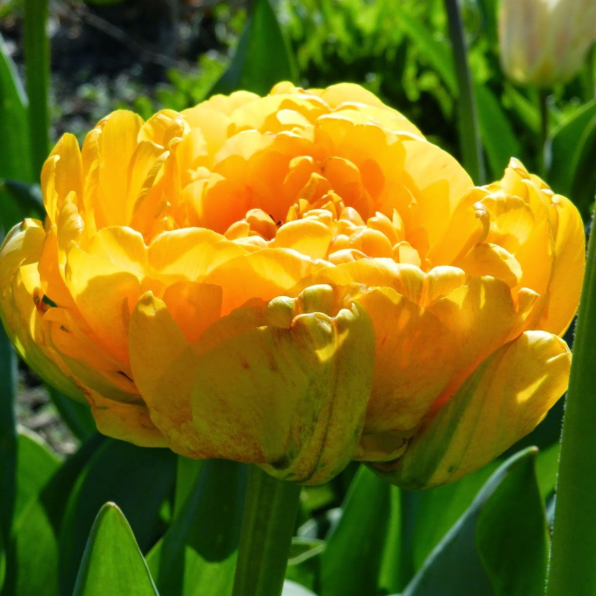 Tulip - Sunlover