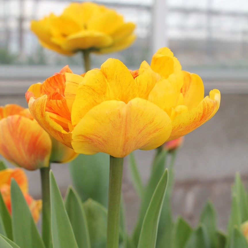 Tulip - Sunlover