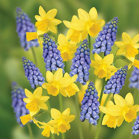 Sunny Spring Collection