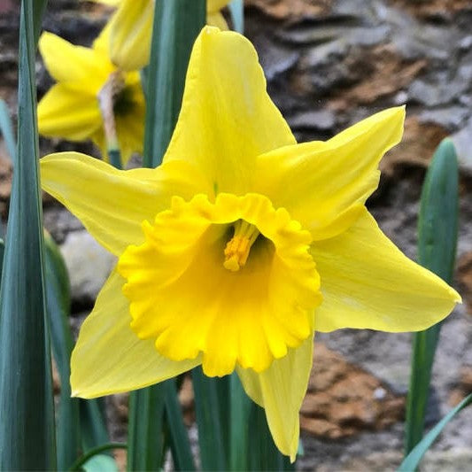 Daffodil - Tamara