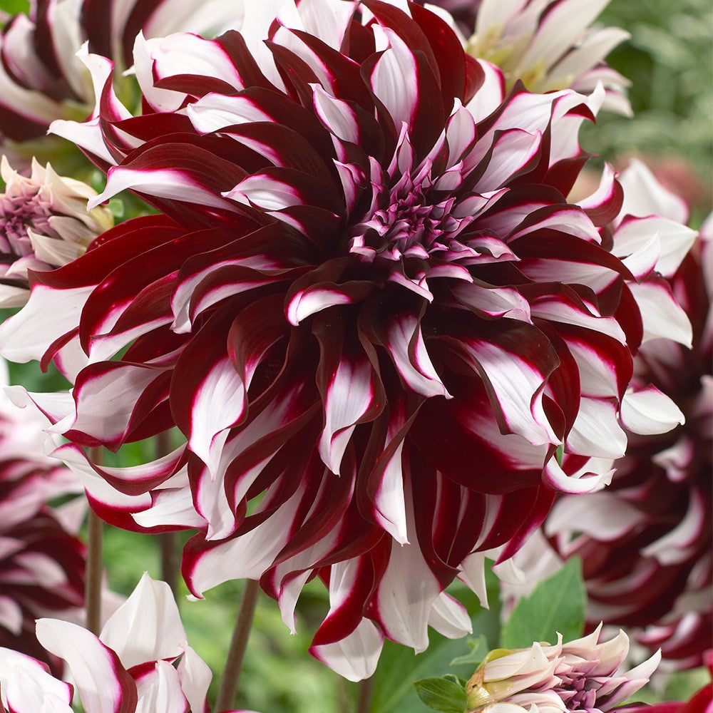 Mixed Dinnerplate Dahlias