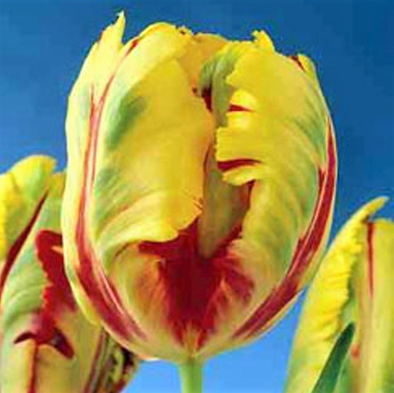 Tulip - Texas Flame