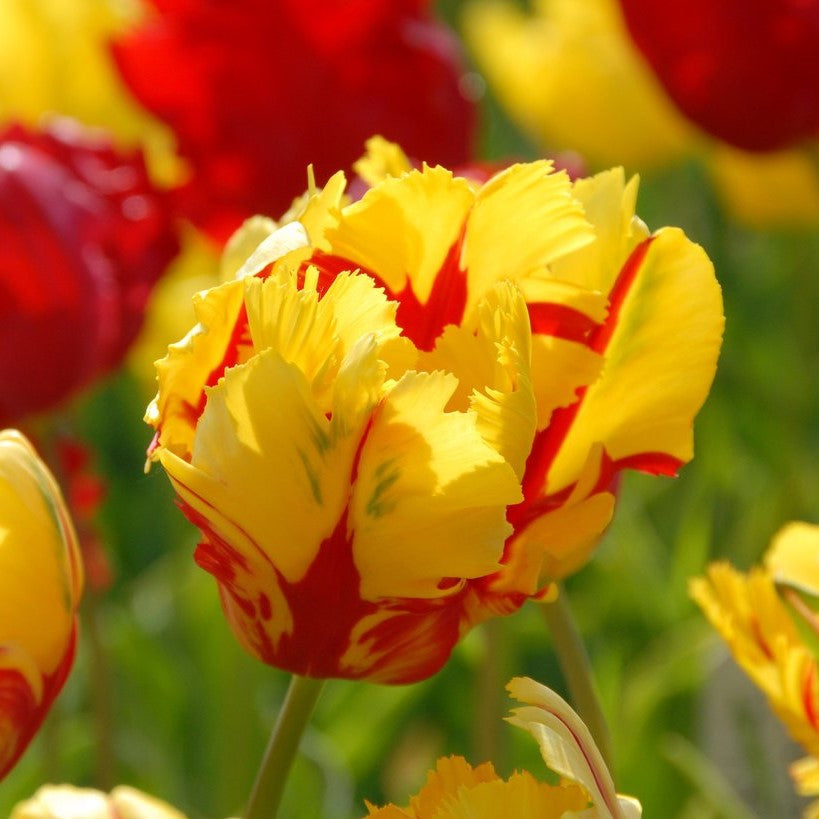 Tulip - Texas Flame