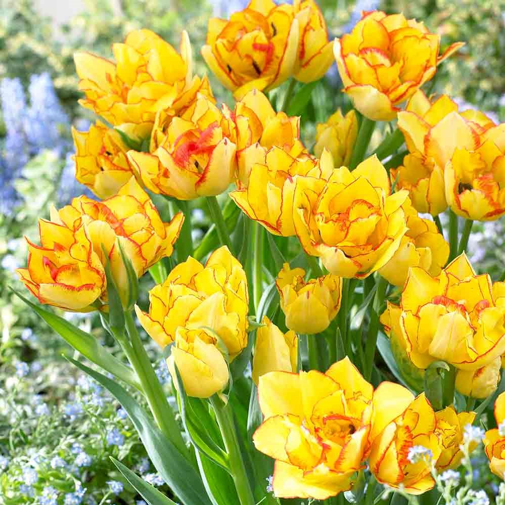 Tulip - Texas Flame