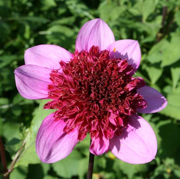 Dahlia Anemone - The Phantom