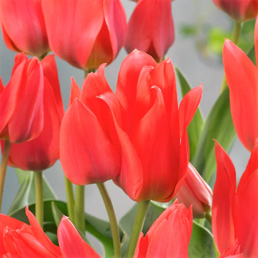 Tulip - Toronto