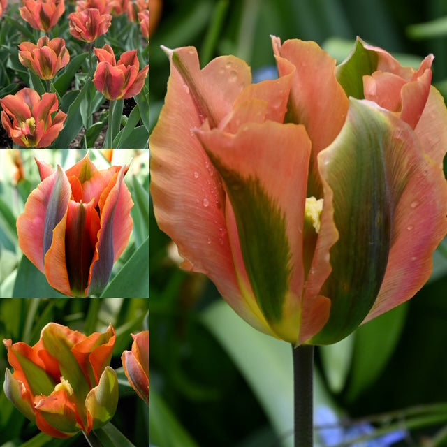 Tulip - Artist