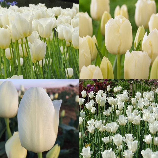 Tulip - City Of Vancouver