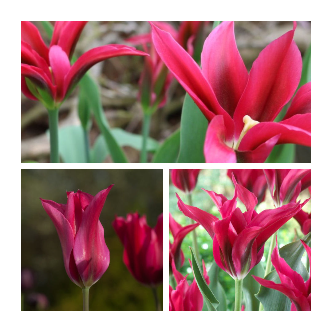 Tulip - Dolls Minuet