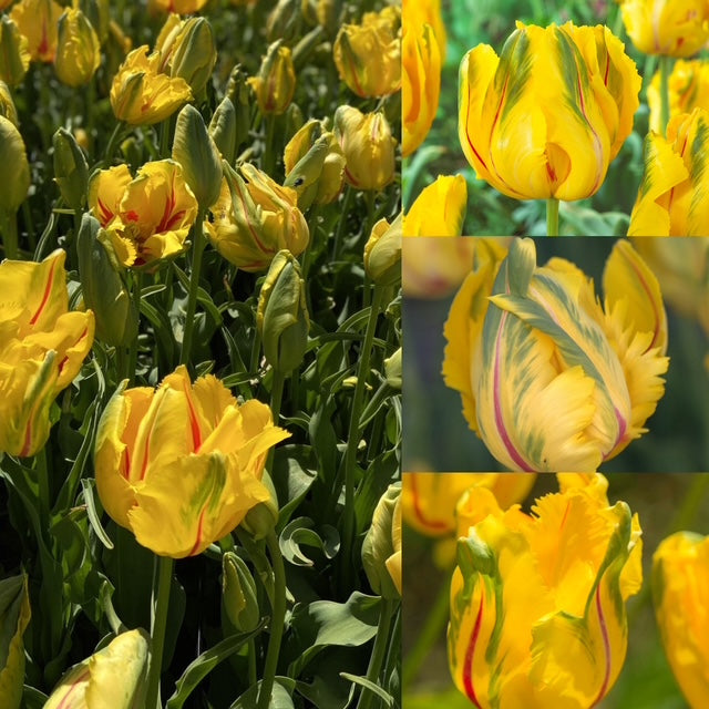 Tulip - La Courtine