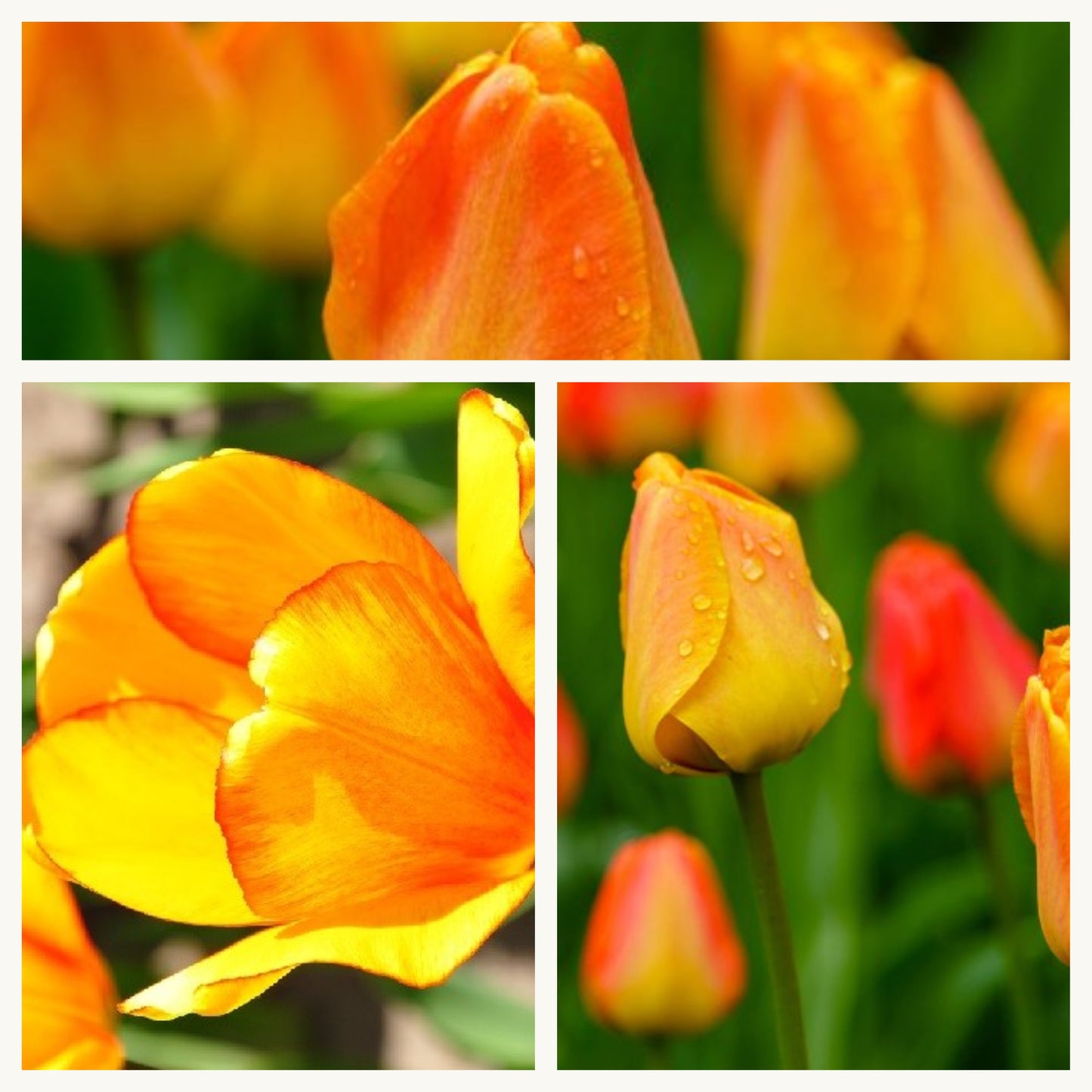 Tulip - Orange Lion