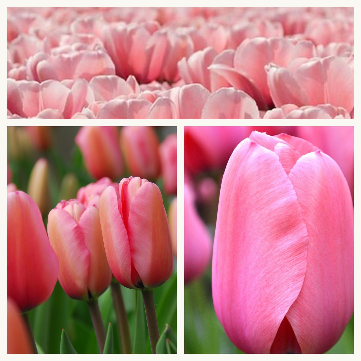 Tulip - Pink Impression