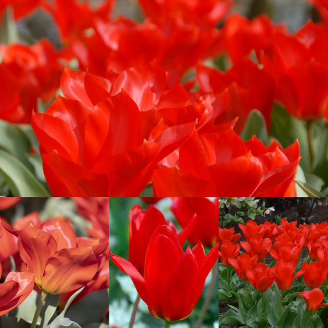 Tulip - Princeps