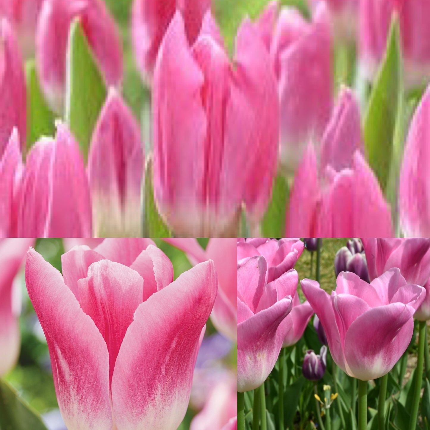 Tulip - Royal Ten