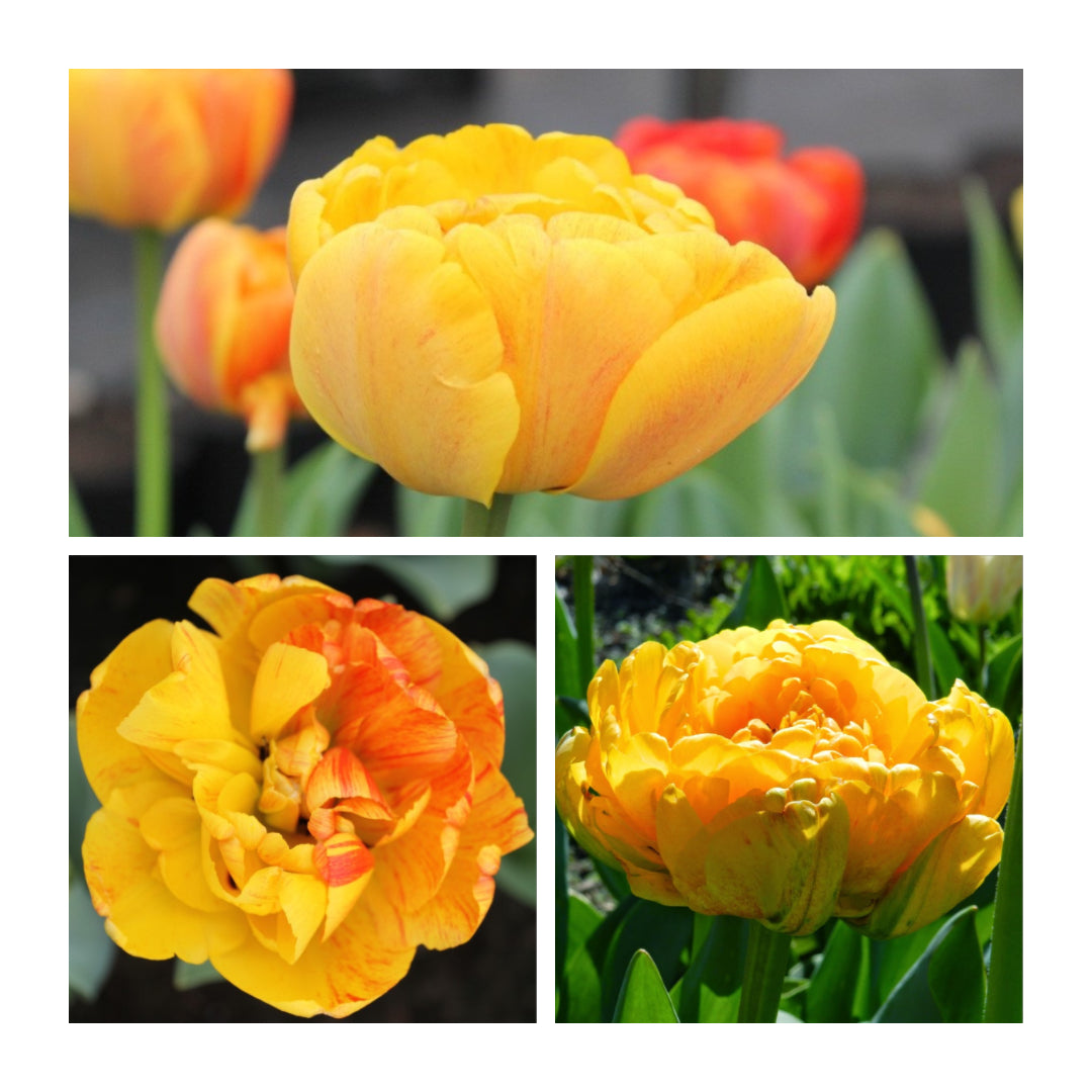 Tulip - Sunlover
