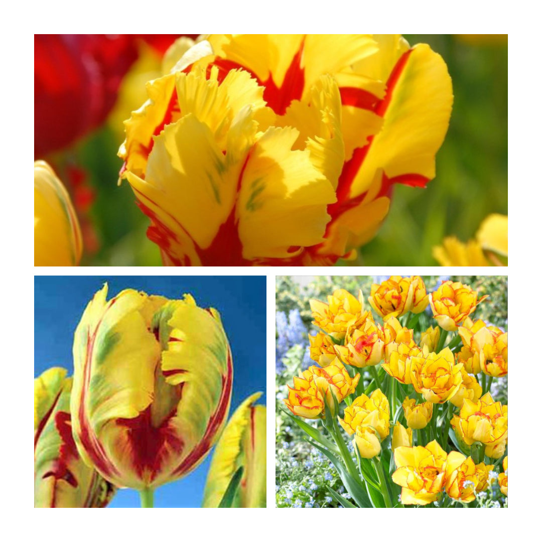 Tulip - Texas Flame