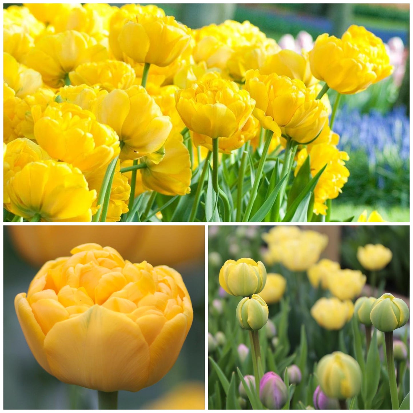 Tulip - Yellow Pomponette