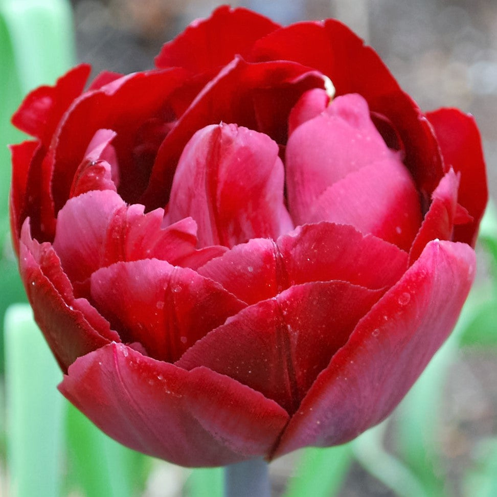 Tulip - Uncle Tom