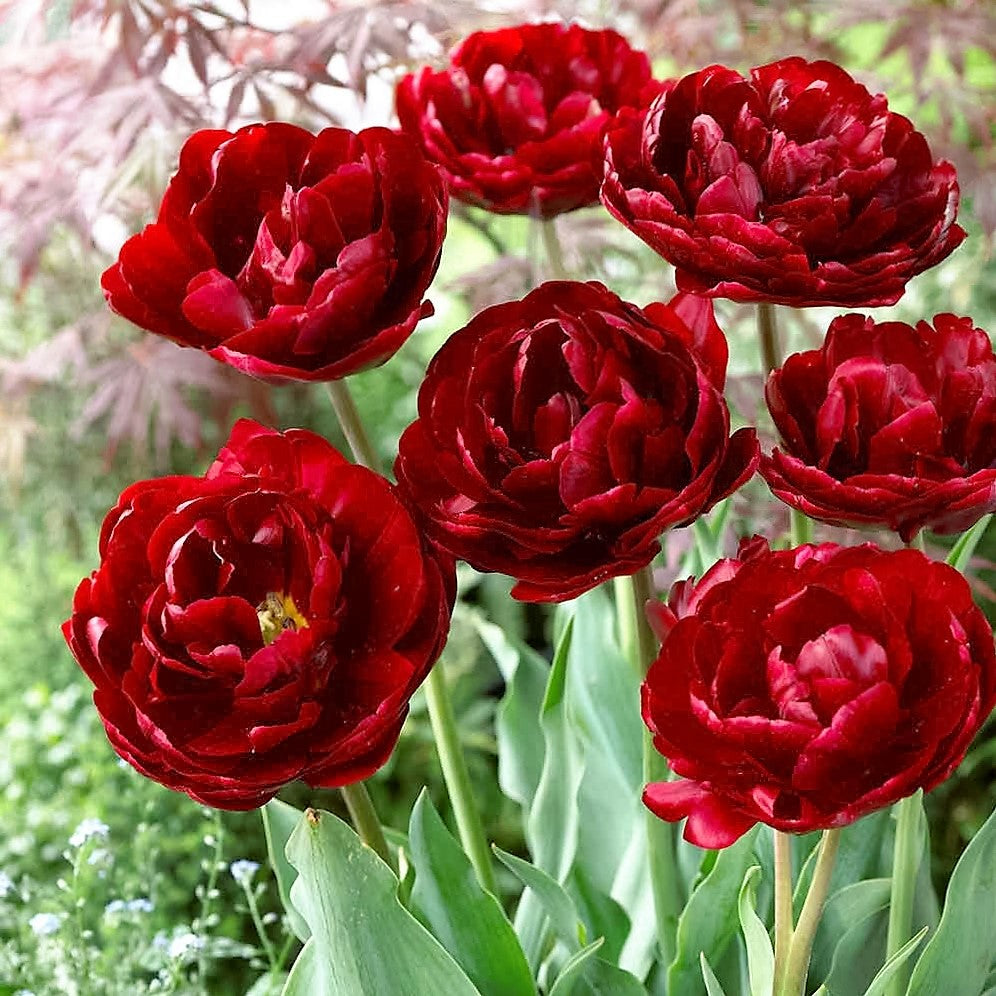 Tulip - Uncle Tom
